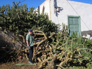 Norman & the cactus in the palm garden