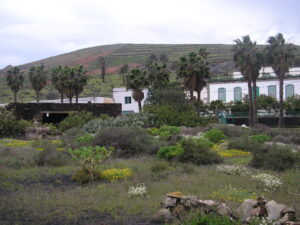View to the orange tree house